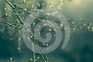 Budding twigs and the first spring flowers. Spring background