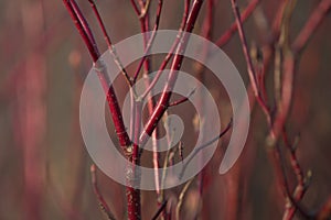 Budding twigs and the first spring flowers. Spring background