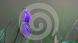 Budding twigs and the first spring flowers. Spring background