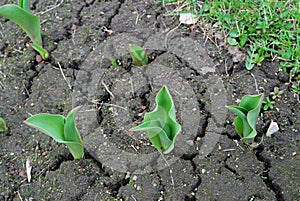 First signs of spring. Young tulips grow in a spring garden.