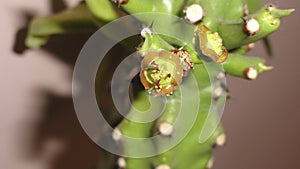 The first small cactus floweres close-up