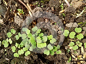 The first small shoots of arugula, the first greens in the garden
