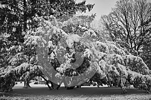 First snow