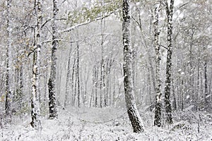 El primero la nieve 