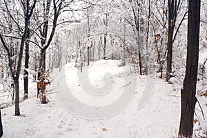 During the first snow of Acacia Park