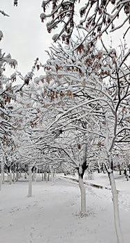 First snow on alley