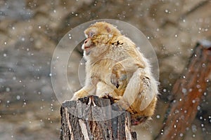 First snow with animal. Barbary macaque, Macaca sylvanus, sitting on the rock, Gibraltar, Spain. Wildlife scene from nature. Cold photo