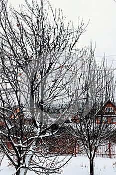 the first snow in the Apple orchard