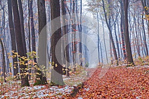 First snow in the autumn forest