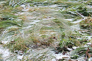 The first snow on a background of green grass in the fall.