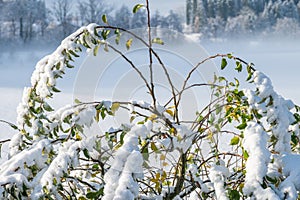 The first snow bent the tree branches