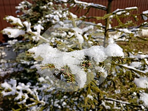 First snow christmas  pine tree photo