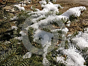 First snow christmas pine tree