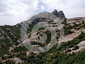 First snow christmas pine tree