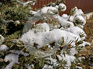 First snow christmas spruce tree, Tver 1