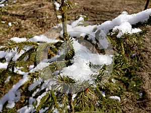 First snow christmas spruce tree, Tver. Russia