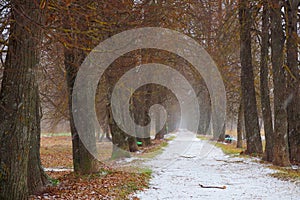 The first snow in the city park. Winter. The background of nature. Snow-covered alley