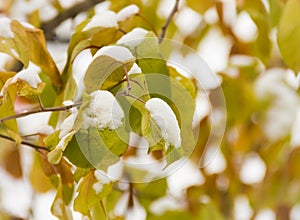 First Snow Clinging to Leaves