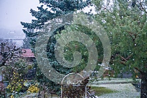 The first snow-covered Christmas trees