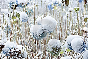 The first snow covers the last hydrangea blossoms