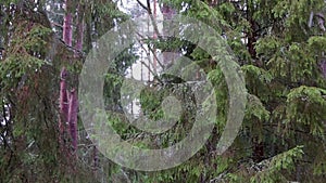 First snow falling on evergreen tree background in the forest