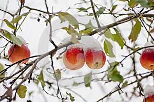 The first snow fell on apples