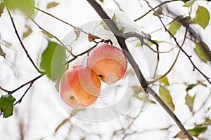 The first snow fell on apples