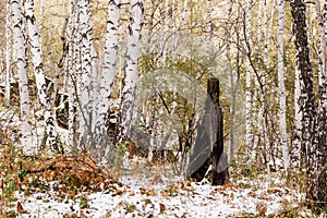 The first snow fell in the birch forest