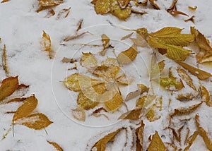 The first snow fell in the fall. Snow lies on green and yellow leaves. Snowfall and winter.