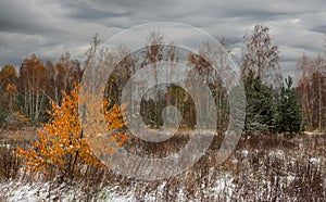 The first snow fell. The leaves did not have time to fall.