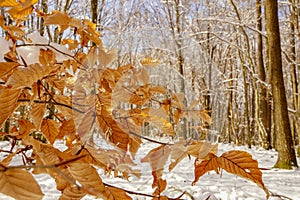 The first snow fell. The leaves did not have time to fall. Autumn colors under the snow. Forest.