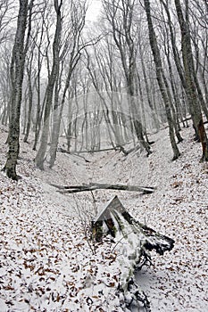 First snow in forest