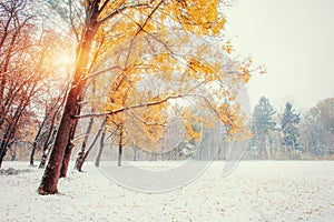 First snow in the forest. Beauty world. Road