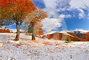 First snow in the forest in the mountains. Sunny November day