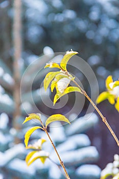 First snow on green branch