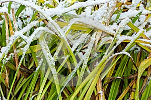 First snow on green leaves and grass, close-up.