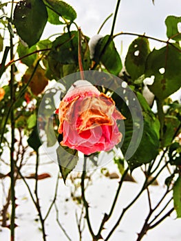 First snow and last roses
