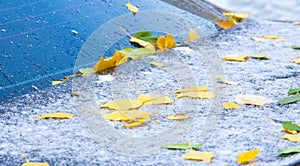 The first snow, late autumn, autumn leaves on the snow. snowfall, snow, fall of snow, scurry photo