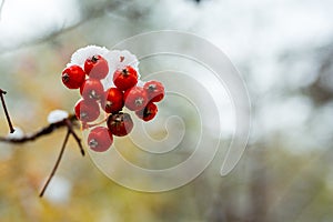 A bunch of bright red mountain ash covered with fluffy snow