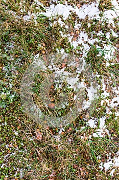 First snow laying over green grass and autumnal leaves with one rotten apple