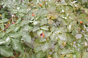 The first snow lies on the green of the rose hips