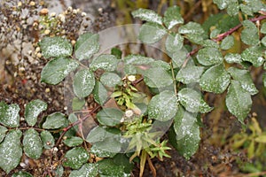 The first snow lies on the green of the rose hips