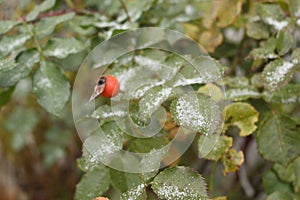 The first snow lies on the green of the rose hips