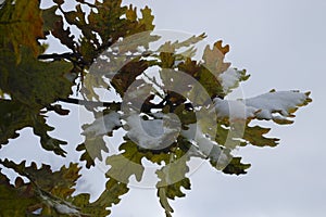 the first snow lies on an oak branch