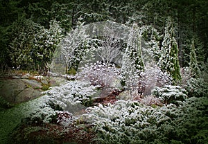 First snow in mystic garden