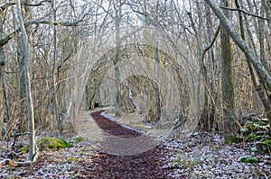 The first snow in a nature reserve by Borgholm in Sweden