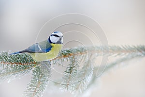 First snow in nature. Snow winter with cute songbird. Bird Blue Tit in forest, snowflakes and nice lichen branch. Wildlife scene