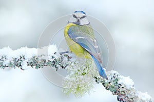 First snow in nature. Snow winter with cute songbird. Bird Blue Tit in forest, snowflakes and nice lichen branch. Wildlife scene f