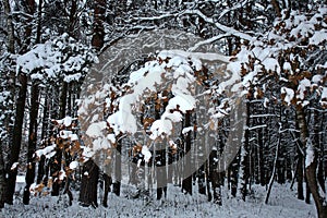 The first snow in November fell on oak leaves