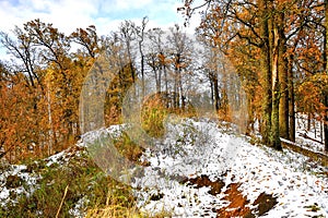 First snow in the oak grove in the Park